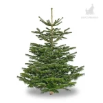 Brad de Craciun Standard (Clasa III) 180-220cm