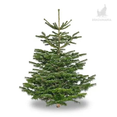 Brad natural Nordman de calitate standard pentru sarbatorile de Iarna
