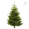 Brad natural Nordman Premium inalt pentru Craciun