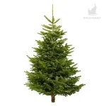 Brad Nordman Premium (Clasa II) 175-200cm