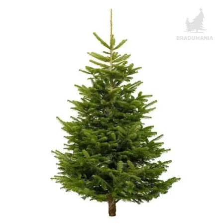 Brad natural Nordman Premium inalt pentru Craciun