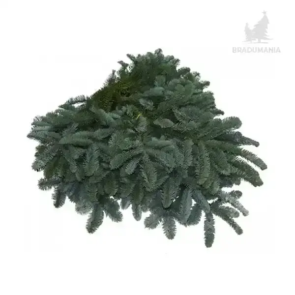 Cetină Nobilis Argintie 5kg, 14-16 buc. Bradumania