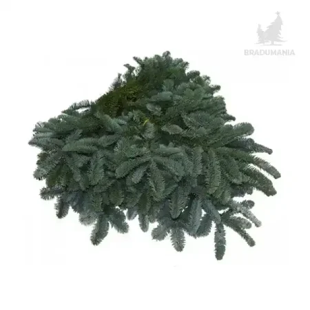 Cetina Nobilis naturala de 4-5 kilograme