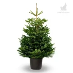 Brad Crescut in Ghiveci Premium(Clasa II) 125 - 150 cm