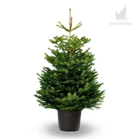 Brad Crescut in Ghiveci Lux 1,00-1,25m